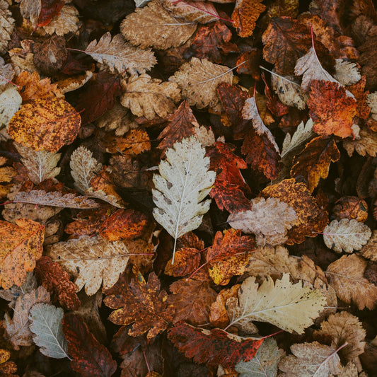 Crisp Fall Night Fragrance Oil